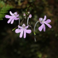 Impatiens lancifolia C.Bandara, Atthanagoda & Kariyawasam